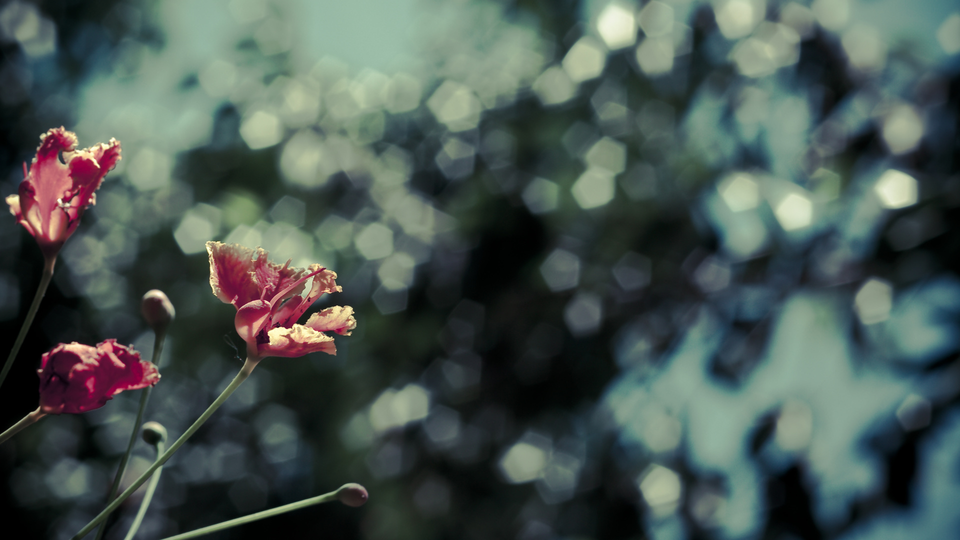 Pink Flower in Tilt Shift Lens. Wallpaper in 1920x1080 Resolution