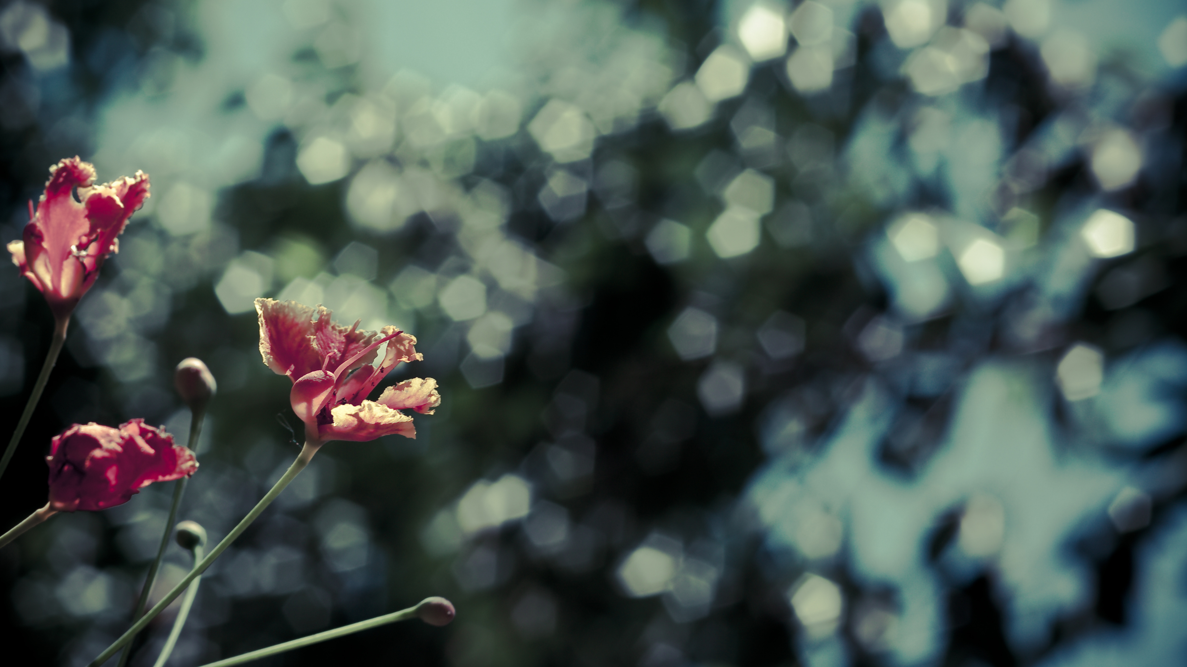 Fleur Rose Dans L'objectif à Basculement. Wallpaper in 3840x2160 Resolution