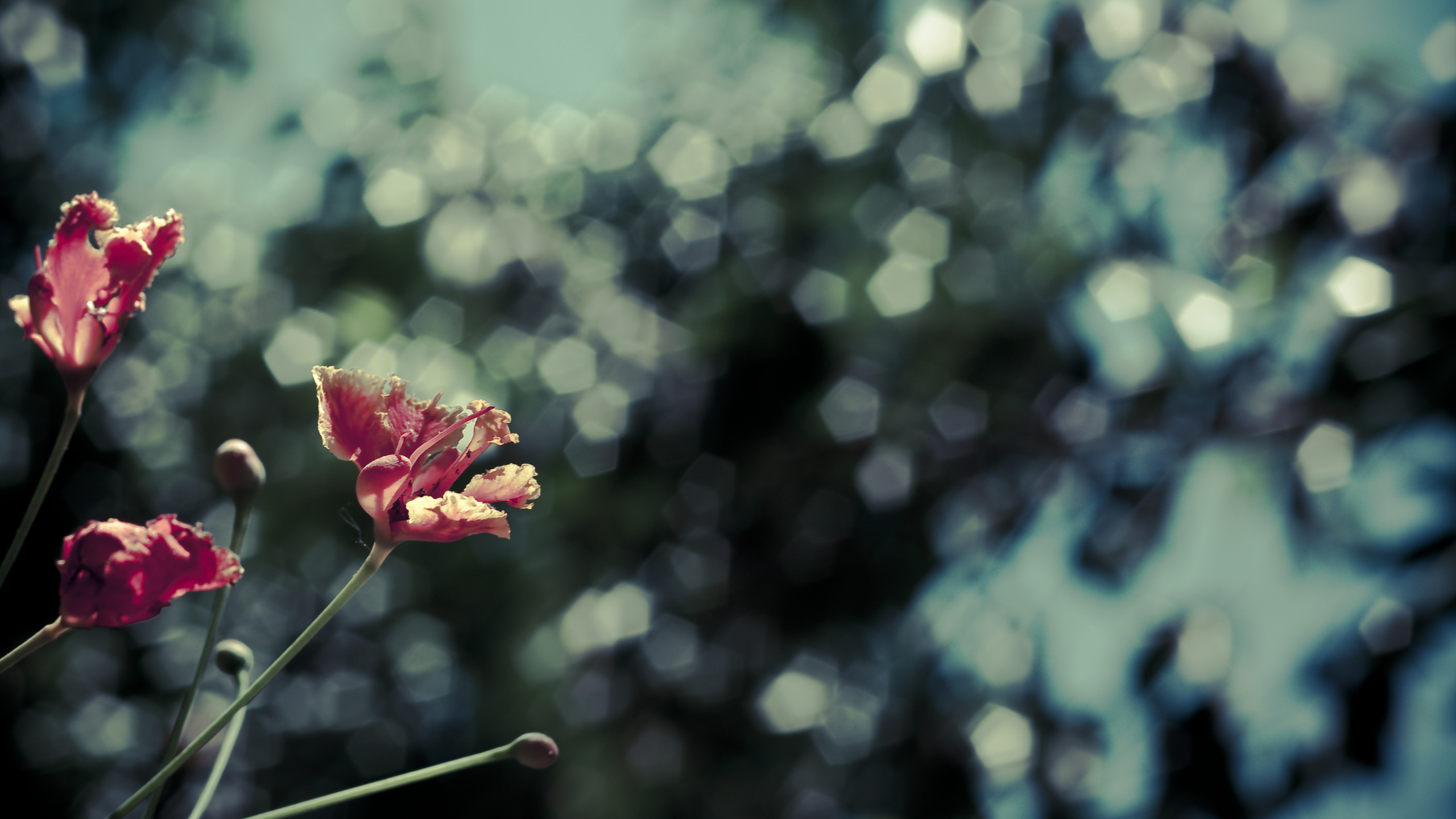 Flor Rosa en Lente de Cambio de Inclinación. Wallpaper in 2560x1440 Resolution