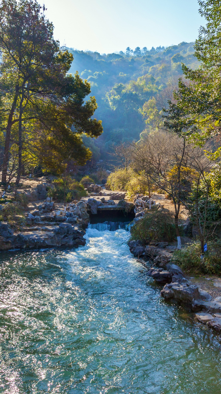Green River Between Green Trees During Daytime. Wallpaper in 750x1334 Resolution