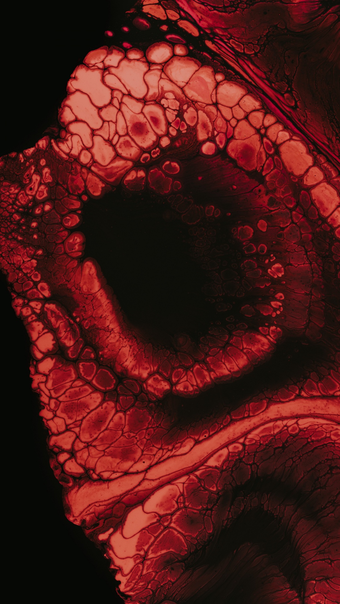 Rosa Roja Con Gotas de Agua. Wallpaper in 1080x1920 Resolution