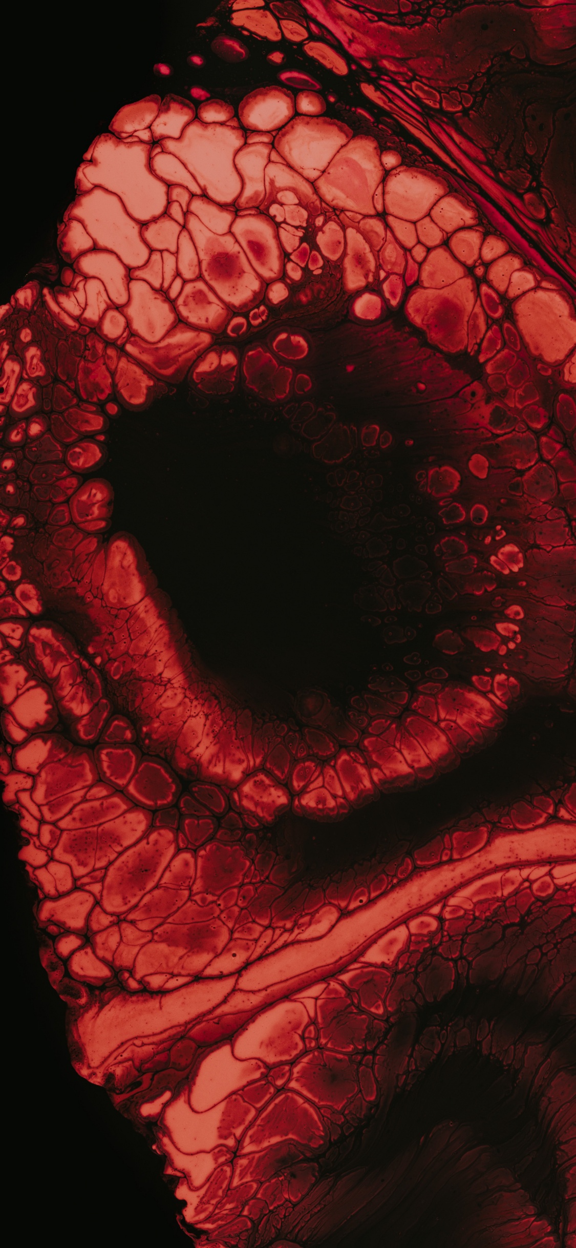 Rote Rose Mit Wassertropfen. Wallpaper in 1125x2436 Resolution