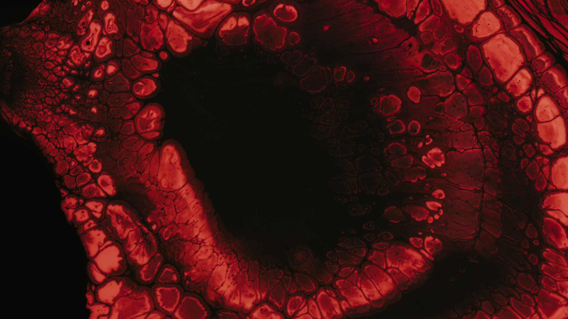 Rote Rose Mit Wassertropfen. Wallpaper in 1920x1080 Resolution