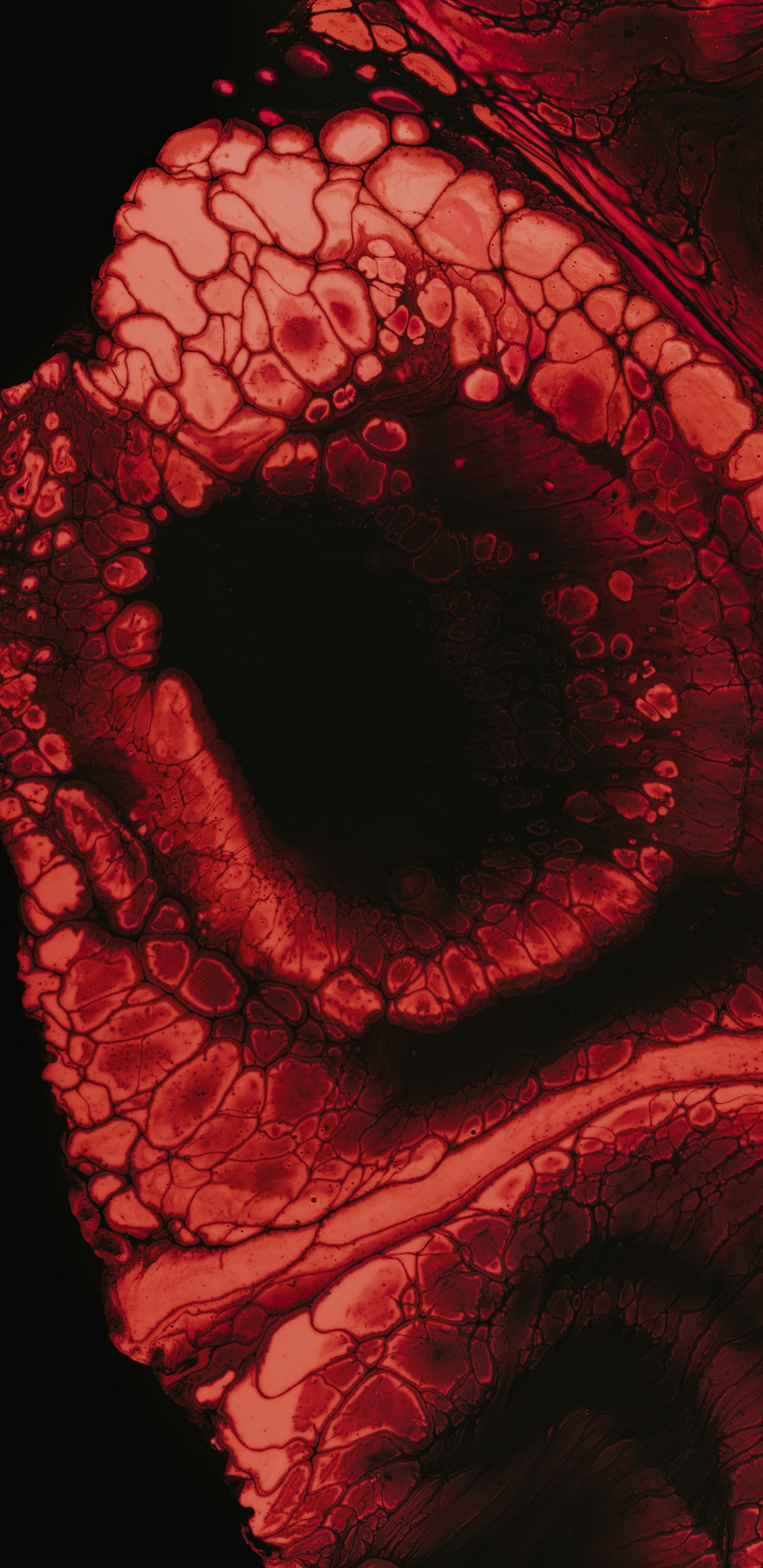 Red Rose With Water Droplets. Wallpaper in 1440x2960 Resolution