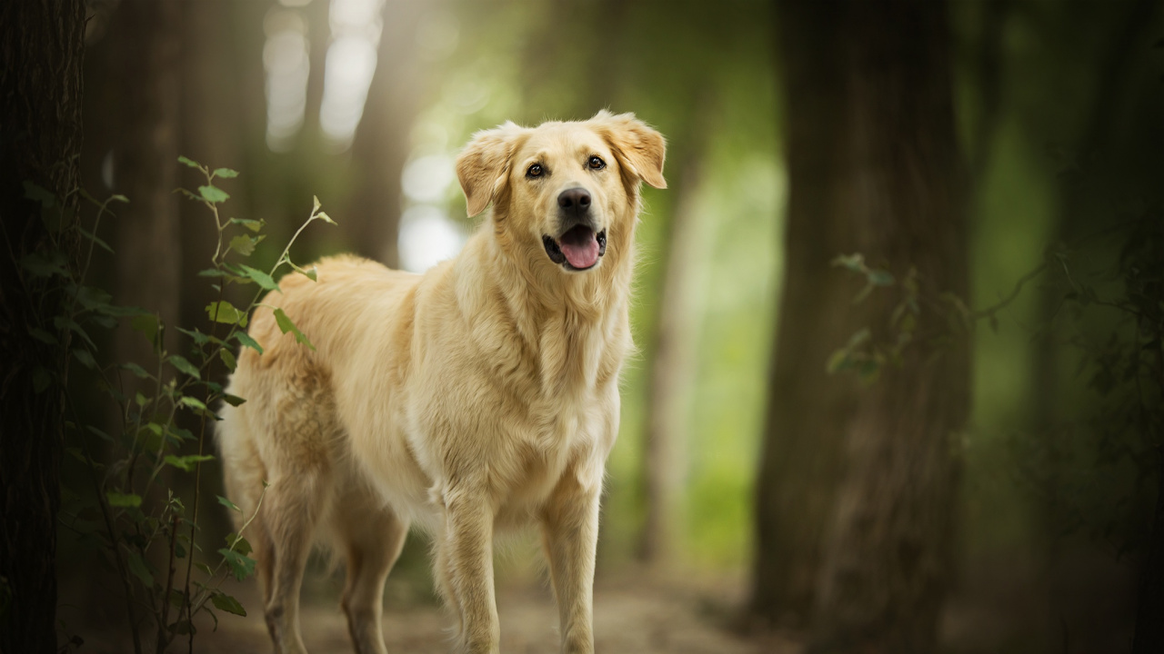Golden Retriever Walking on Dirt Road During Daytime. Wallpaper in 1280x720 Resolution