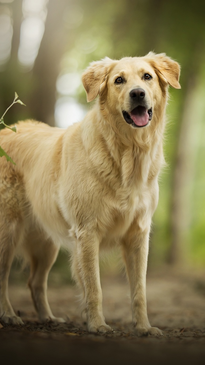 Golden Retriever Walking on Dirt Road During Daytime. Wallpaper in 720x1280 Resolution