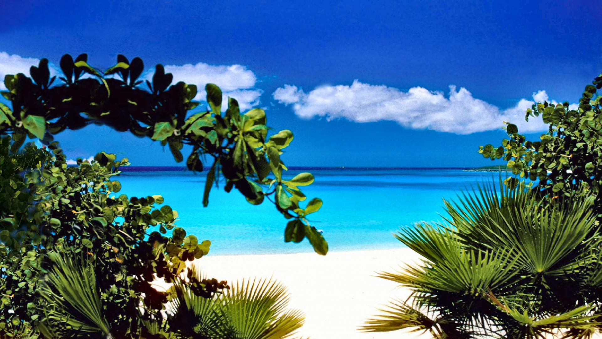 Green Palm Tree Near Blue Sea Under Blue Sky During Daytime. Wallpaper in 1920x1080 Resolution