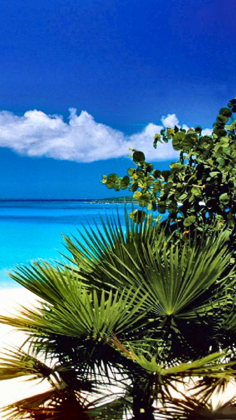 Green Palm Tree Near Blue Sea Under Blue Sky During Daytime. Wallpaper in 750x1334 Resolution