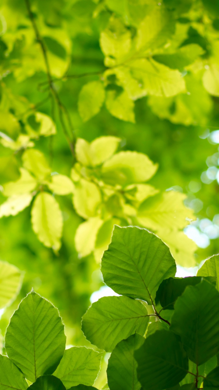Green Leaves in Macro Shot. Wallpaper in 750x1334 Resolution