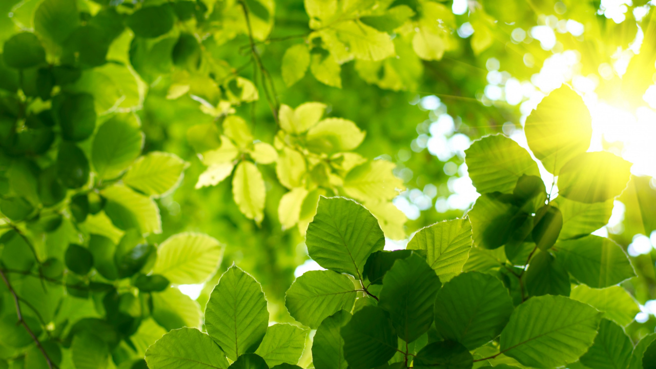 Hojas Verdes en Macro Shot. Wallpaper in 1280x720 Resolution
