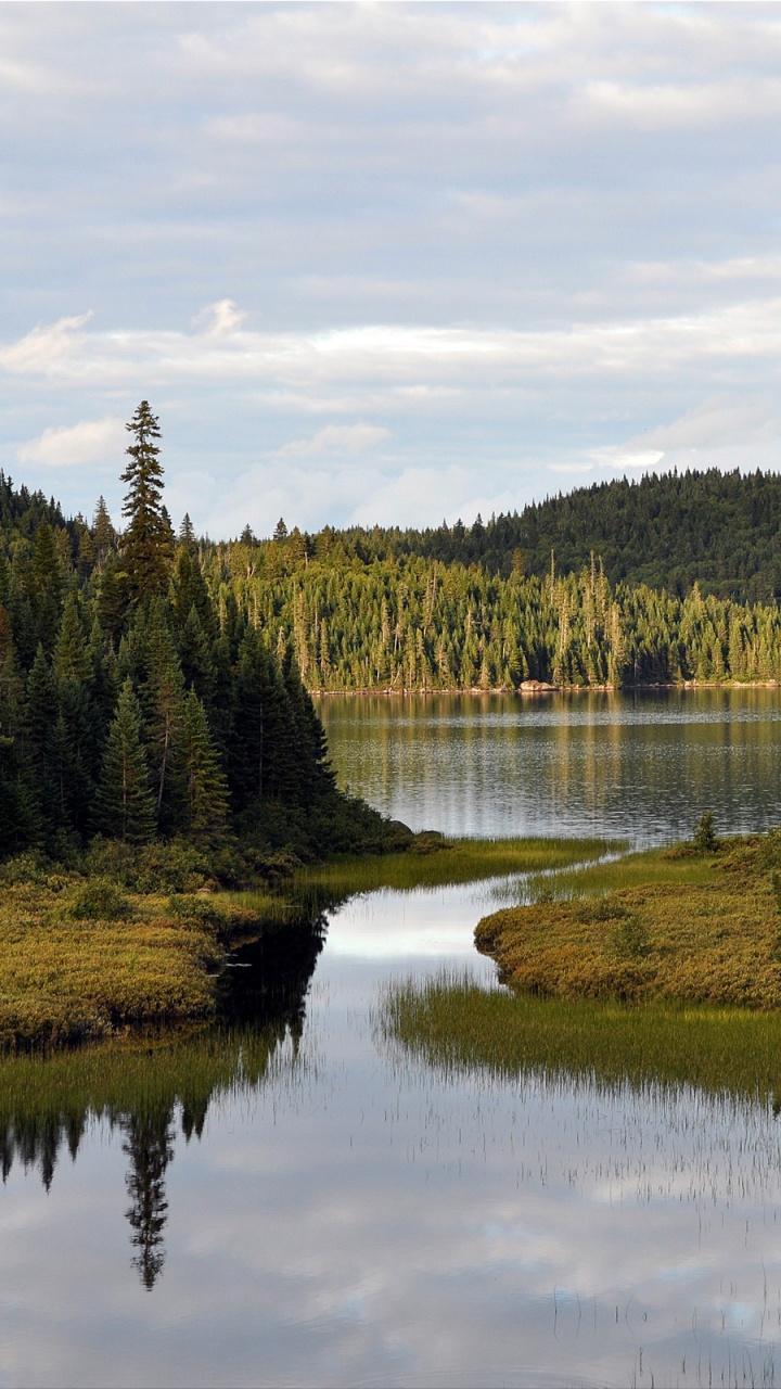 Green Trees Beside Lake Under White Clouds and Blue Sky During Daytime. Wallpaper in 720x1280 Resolution