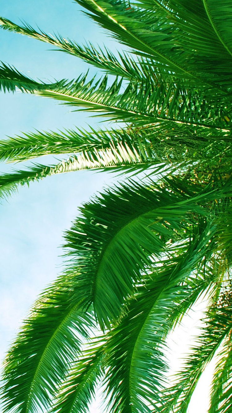 Tagsüber Grüne Palme Unter Blauem Himmel. Wallpaper in 750x1334 Resolution