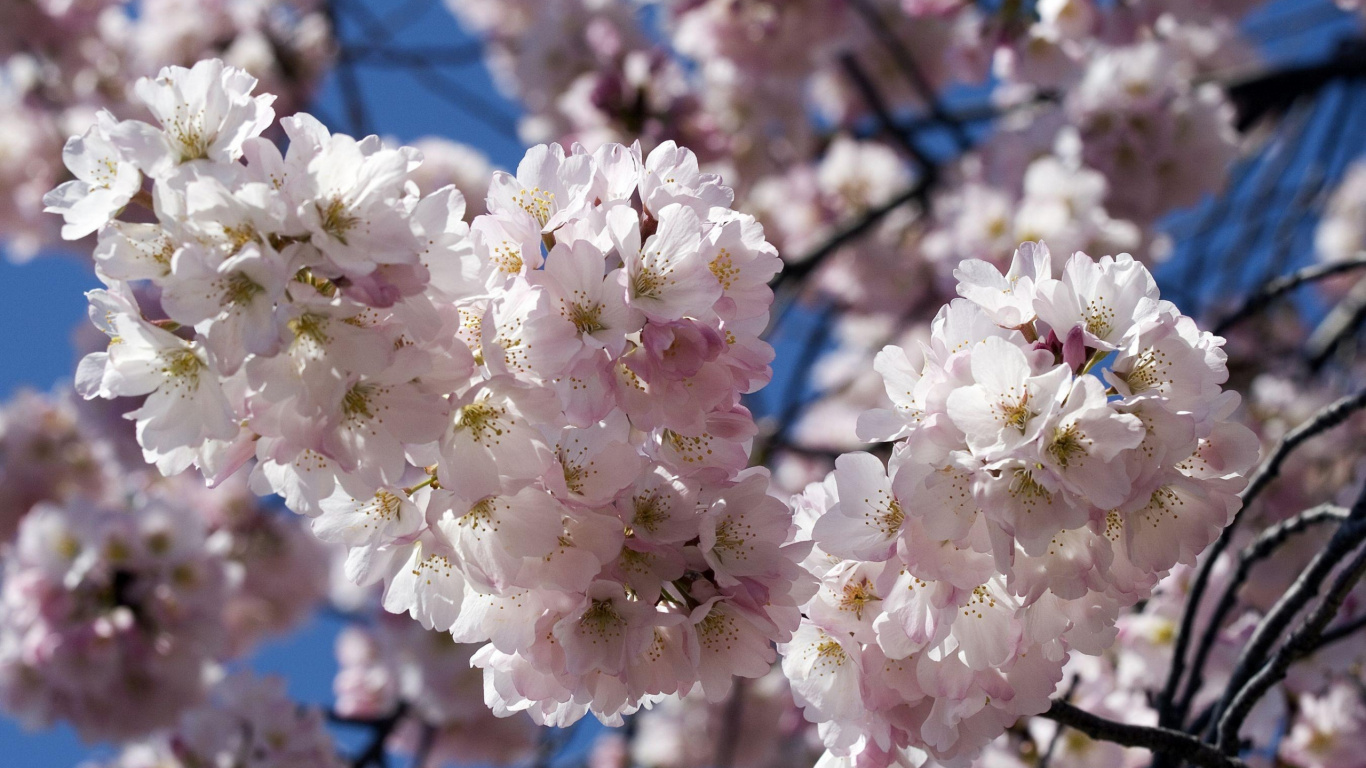 White Cherry Blossom in Bloom During Daytime. Wallpaper in 1366x768 Resolution