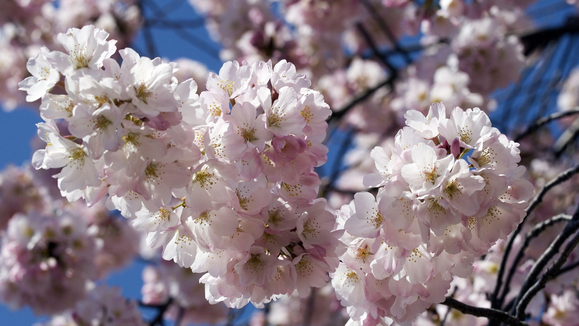 White Cherry Blossom in Bloom During Daytime. Wallpaper in 1920x1080 Resolution