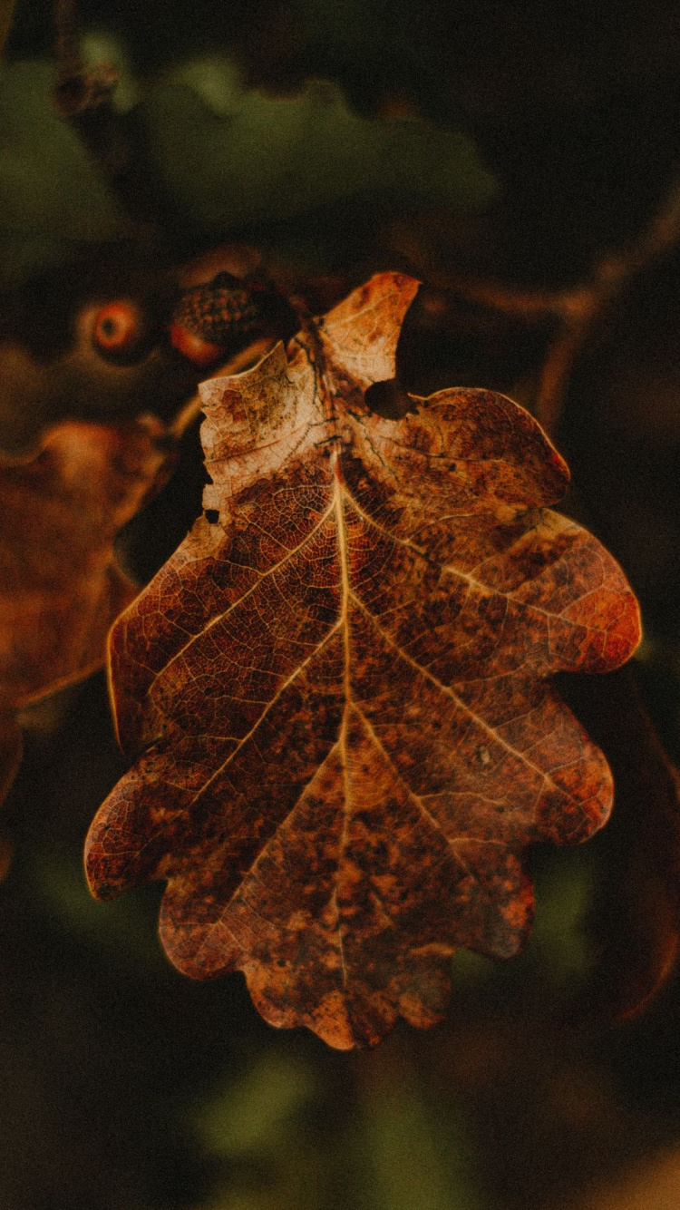 Leaf, Brown, Plant, Twig, Tree. Wallpaper in 750x1334 Resolution