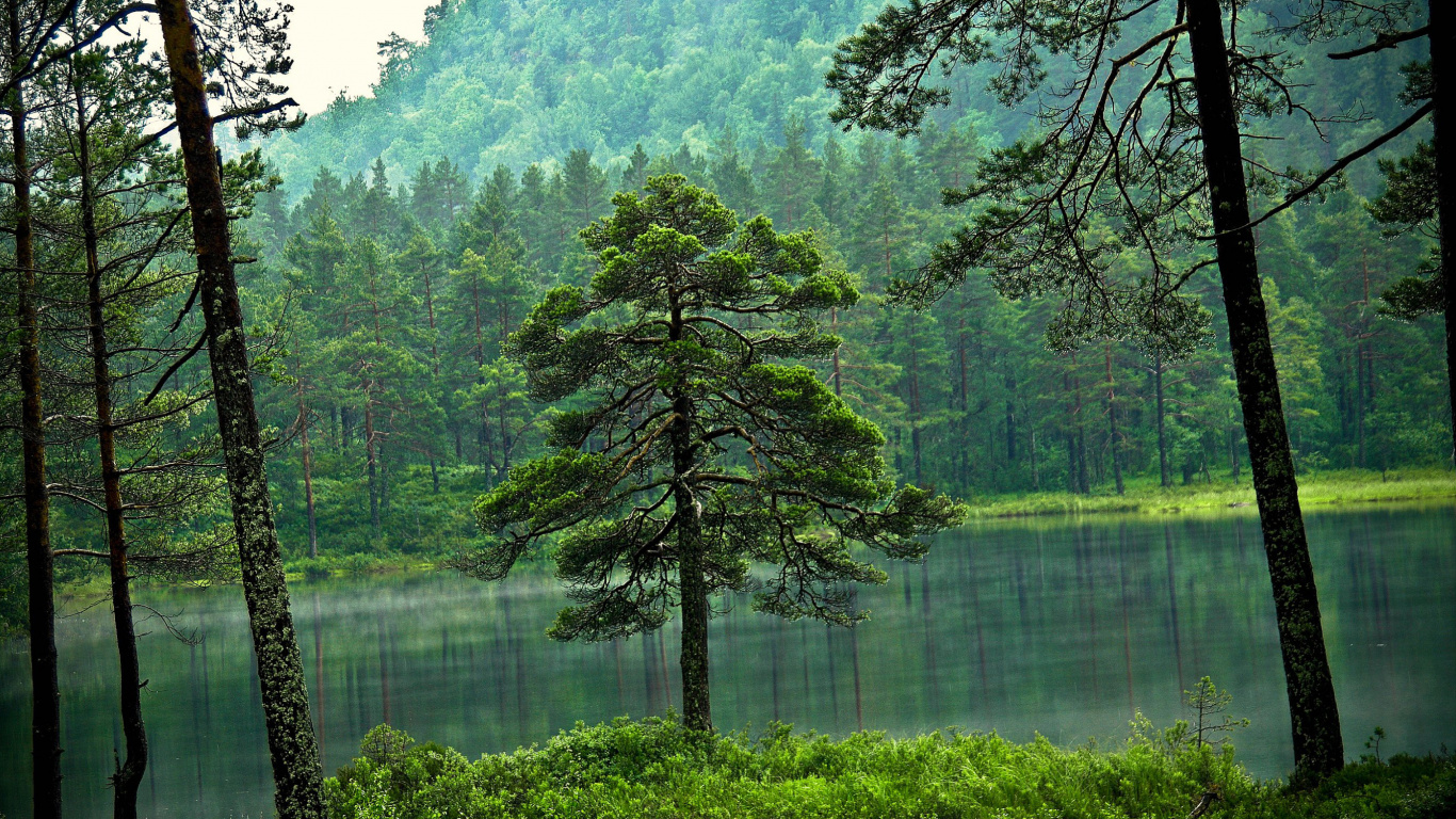 Arbres Verts au Bord du Lac Pendant la Journée. Wallpaper in 1366x768 Resolution