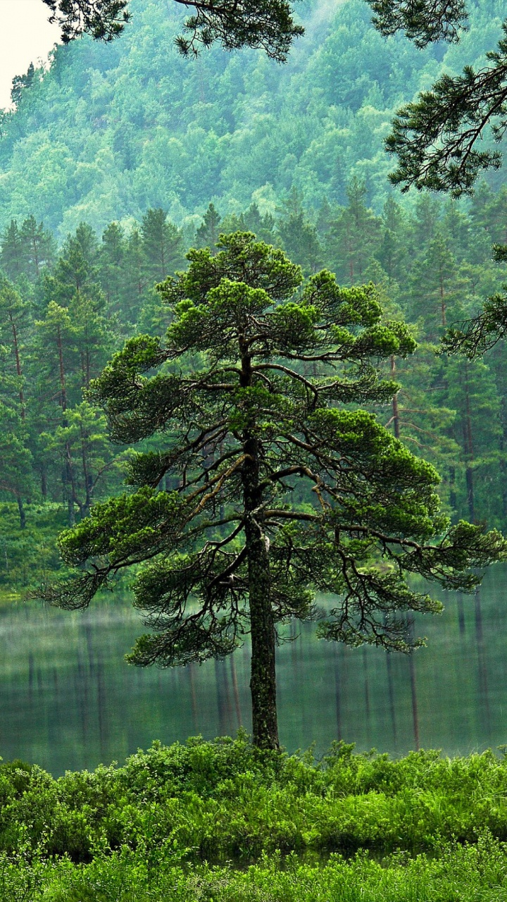 Arbres Verts au Bord du Lac Pendant la Journée. Wallpaper in 720x1280 Resolution