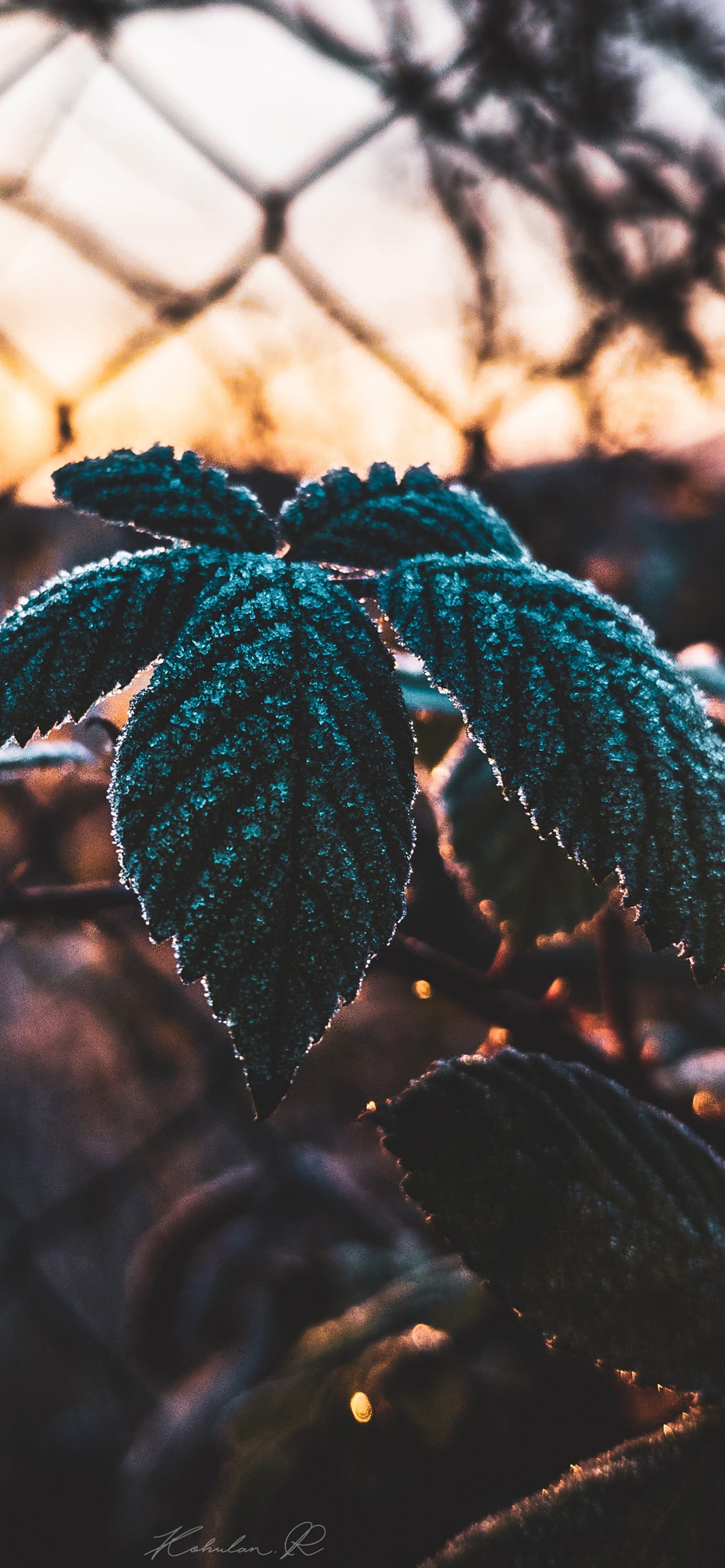 Blatt, Wissenschaft, Biologie, Branch, Sonnenlicht. Wallpaper in 1242x2688 Resolution