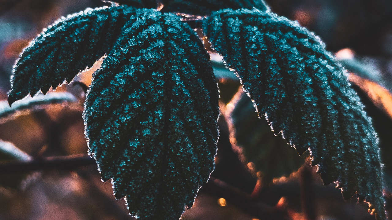 Leaf, Science, Plant, Biology, Branch. Wallpaper in 1280x720 Resolution