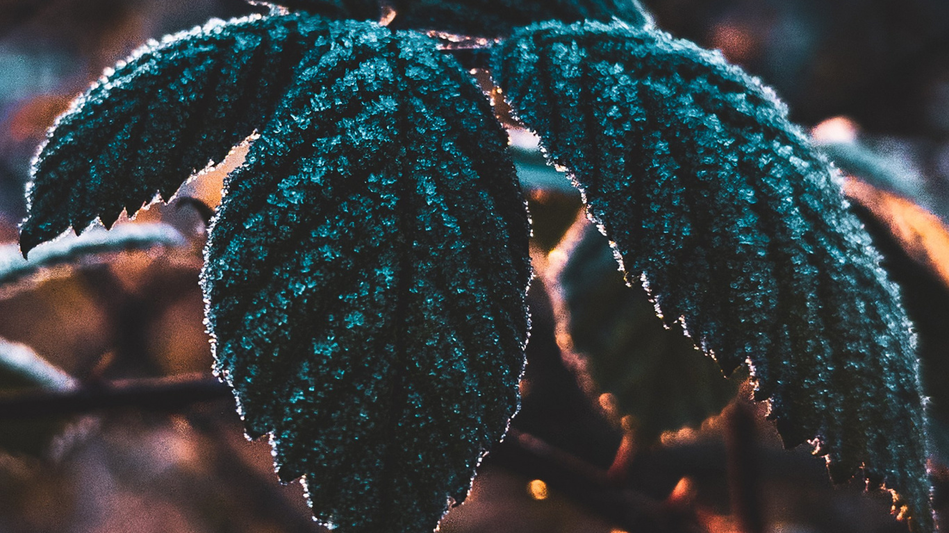 Leaf, Science, Plant, Biology, Branch. Wallpaper in 1366x768 Resolution