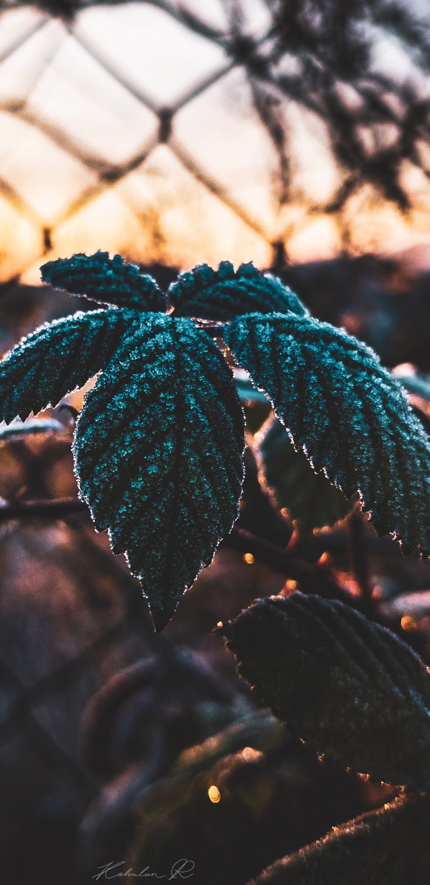 Leaf, Science, Plant, Biology, Branch. Wallpaper in 1440x2960 Resolution