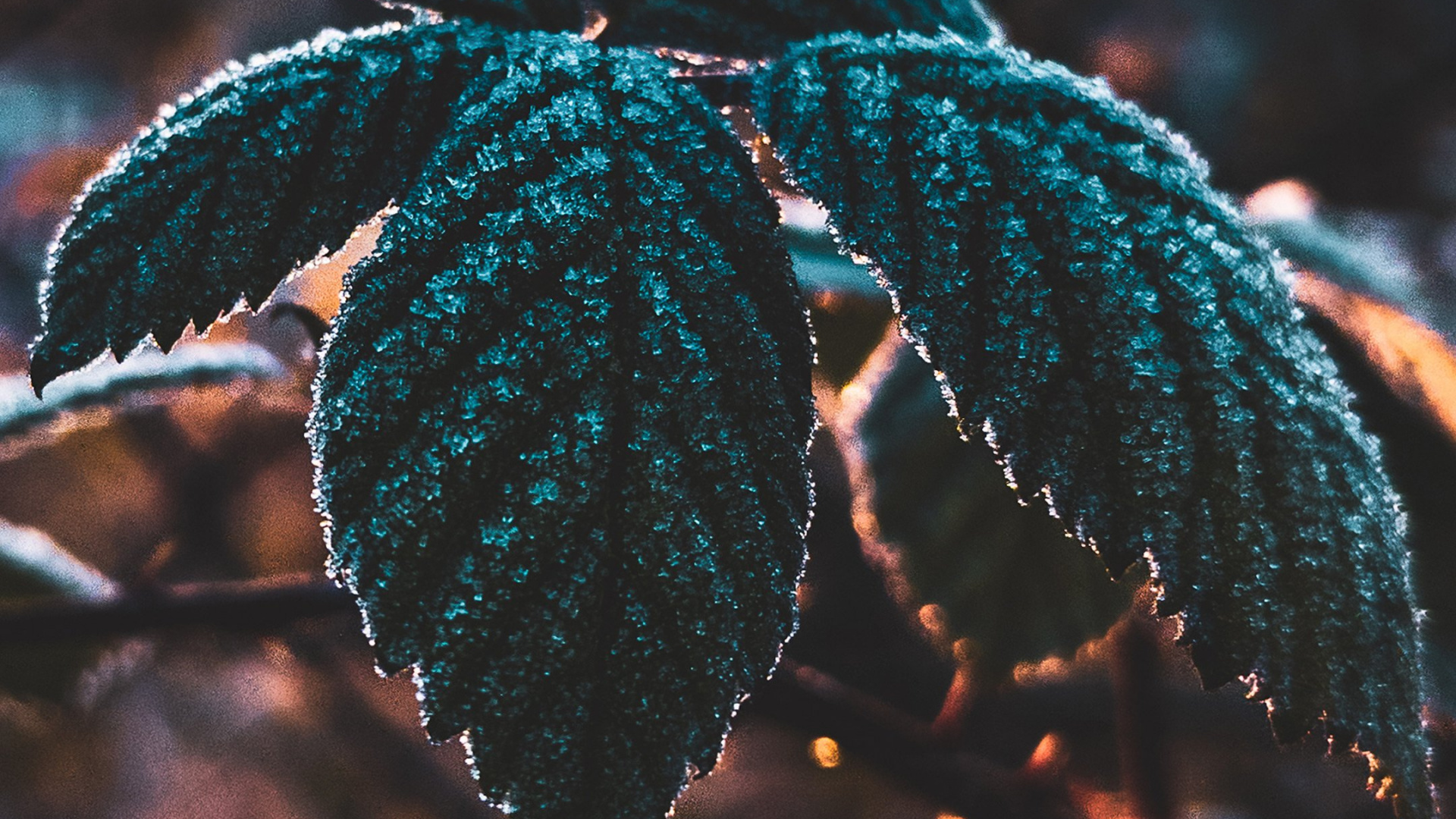 Leaf, Science, Plant, Biology, Branch. Wallpaper in 1920x1080 Resolution