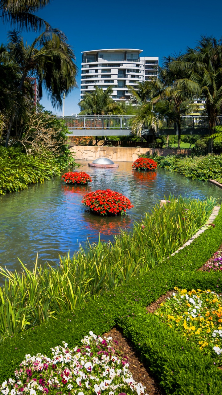 Red Flowers Near Body of Water During Daytime. Wallpaper in 720x1280 Resolution