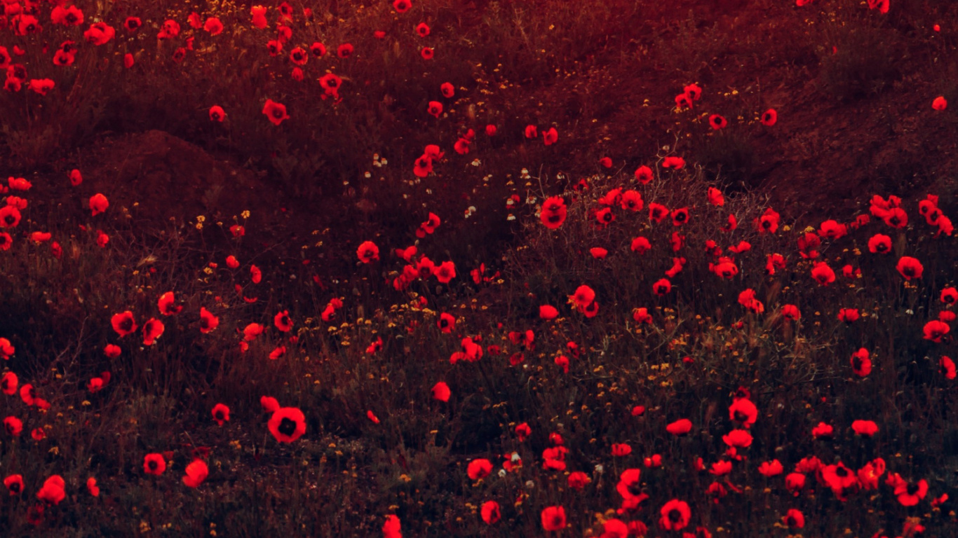 Nature Esthétique Rouge, Color, Pétale, Environnement Naturel, Red. Wallpaper in 1366x768 Resolution