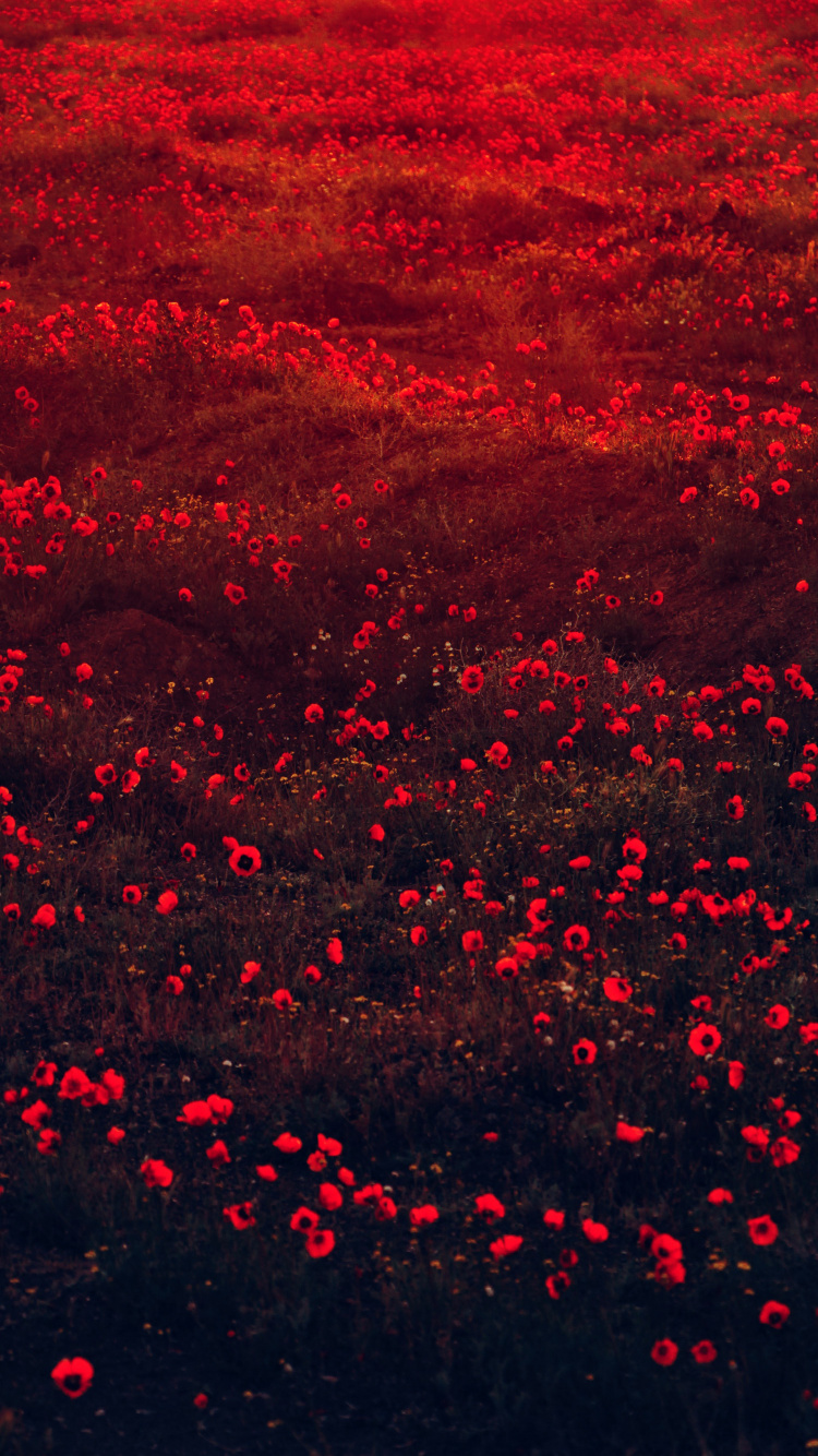 Nature Esthétique Rouge, Color, Pétale, Environnement Naturel, Red. Wallpaper in 750x1334 Resolution