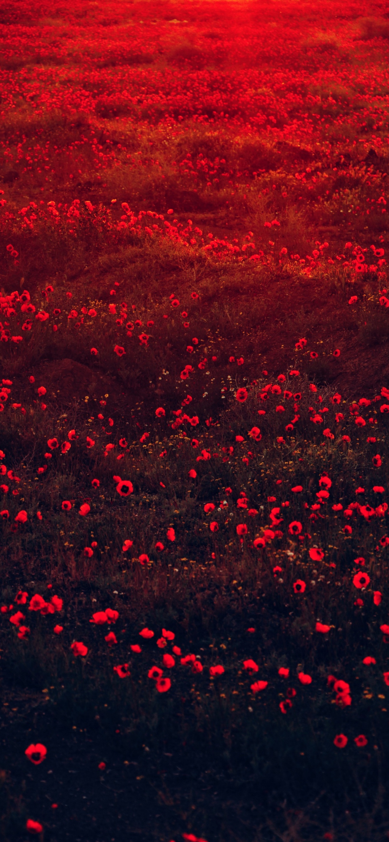 Red Aesthetic Nature, Flower, Colored, Plant, Petal. Wallpaper in 1242x2688 Resolution