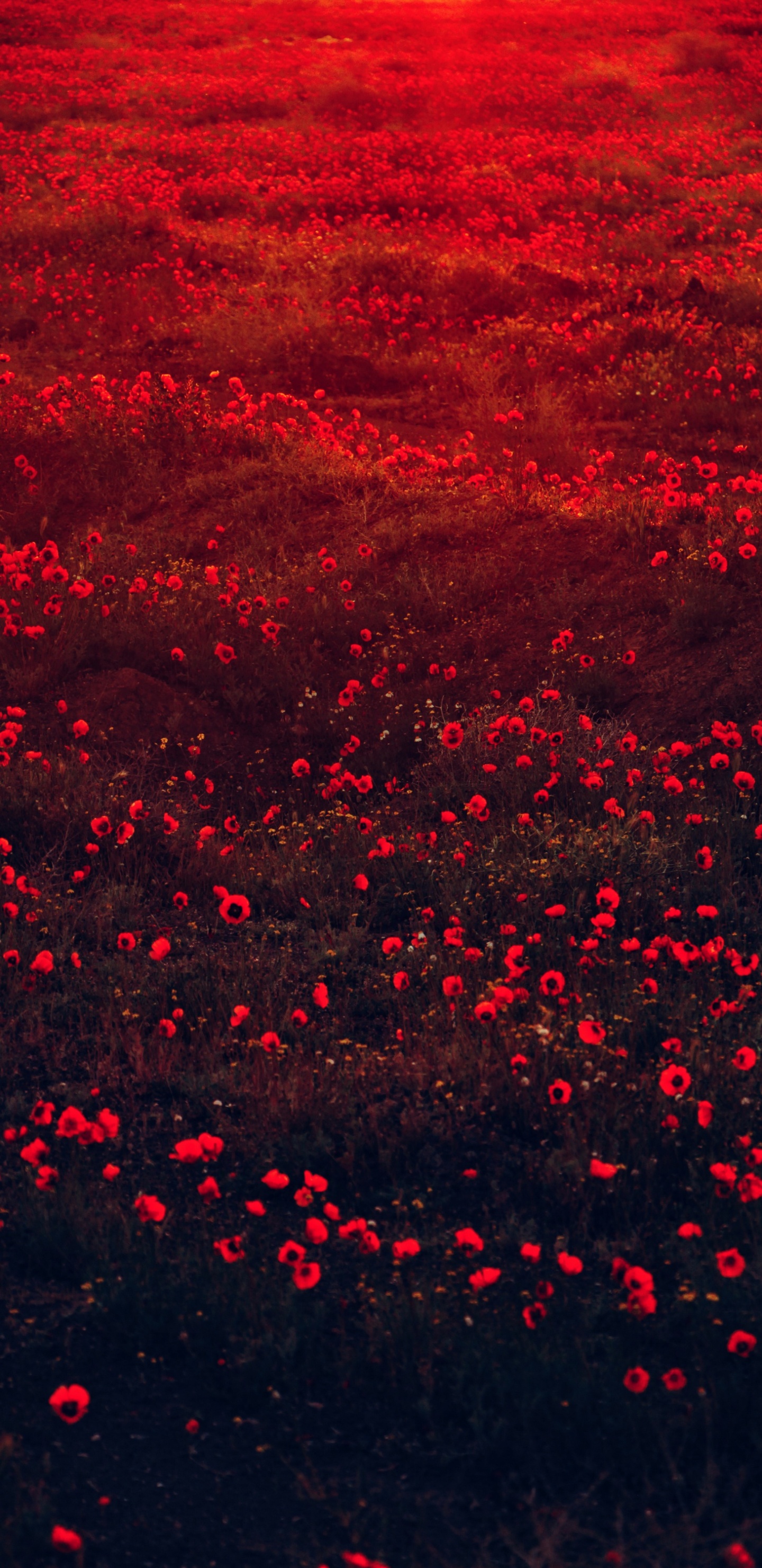 Red Aesthetic Nature, Flower, Colored, Plant, Petal. Wallpaper in 1440x2960 Resolution
