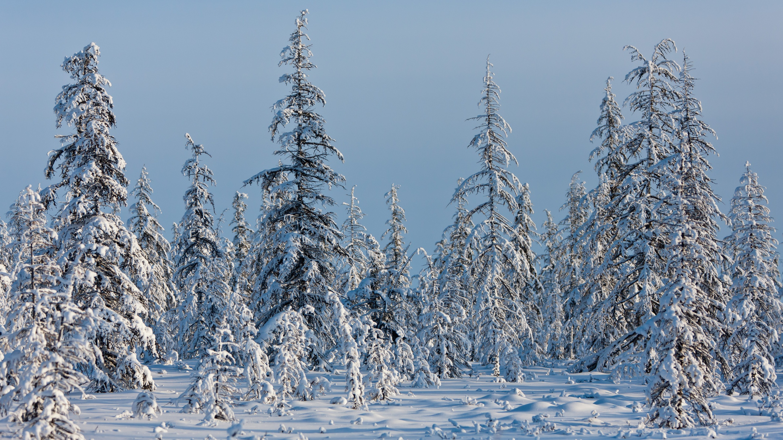 Snow Covered Trees During Daytime. Wallpaper in 2560x1440 Resolution