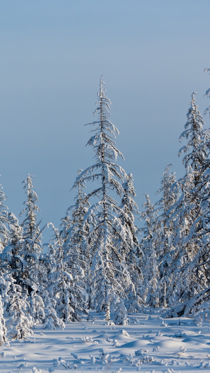 Snow Covered Trees During Daytime. Wallpaper in 720x1280 Resolution