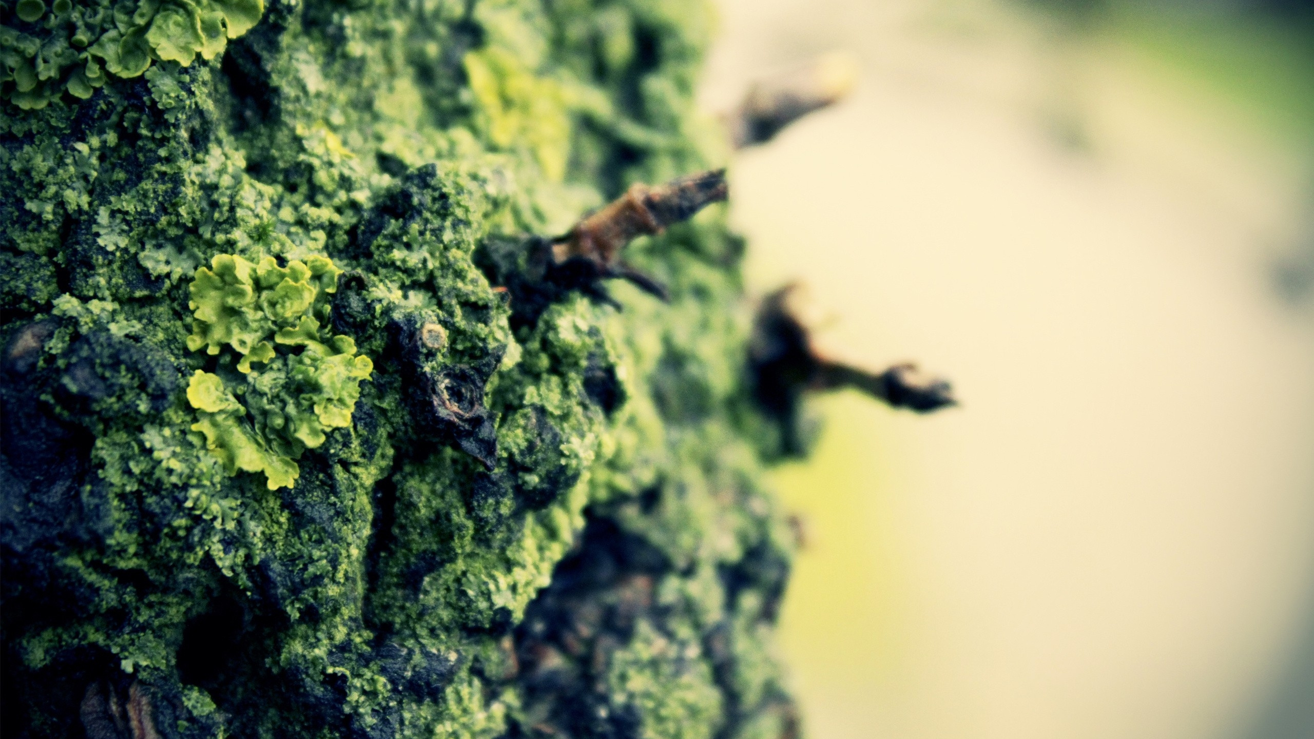 Chenille Brune et Noire Sur Mousse Verte. Wallpaper in 2560x1440 Resolution