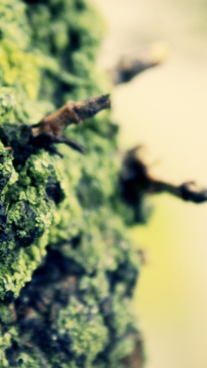 Chenille Brune et Noire Sur Mousse Verte. Wallpaper in 720x1280 Resolution