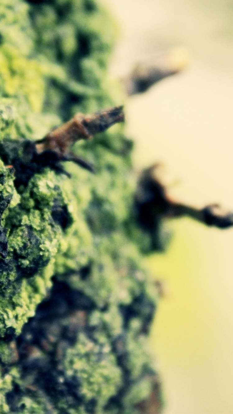 苔藓, 植被 壁纸 750x1334 允许