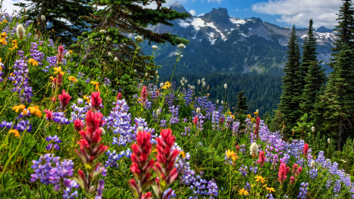 Naturaleza, Flores Silvestres, Desierto, Entorno Natural, Paisaje Natural. Wallpaper in 1366x768 Resolution