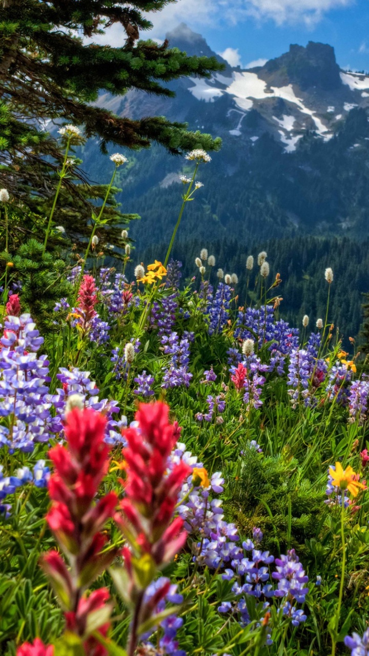 Flower, Nature, Plant, Meadow, Wildflower. Wallpaper in 720x1280 Resolution