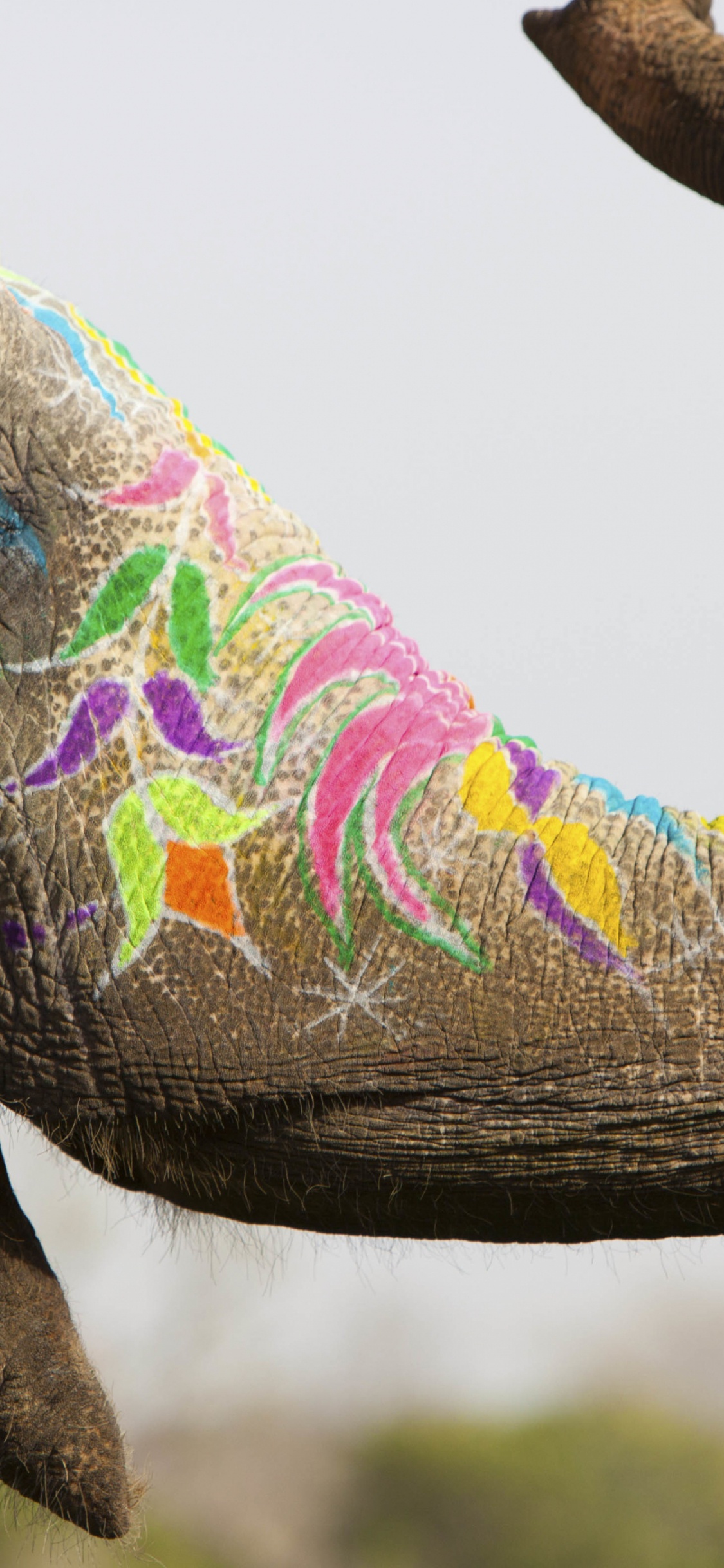 Elephant Festival, Elephant, Indian Elephant, World Elephant Day, Plant. Wallpaper in 1125x2436 Resolution