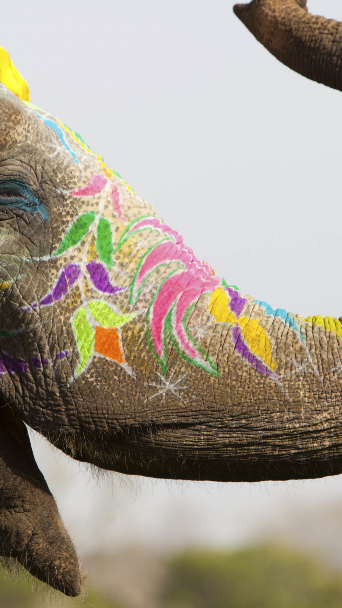 Festival de Elefantes, Elefante Indio, Dia Mundial Del Elefante, Naturaleza, el Elefante Africano. Wallpaper in 1440x2560 Resolution