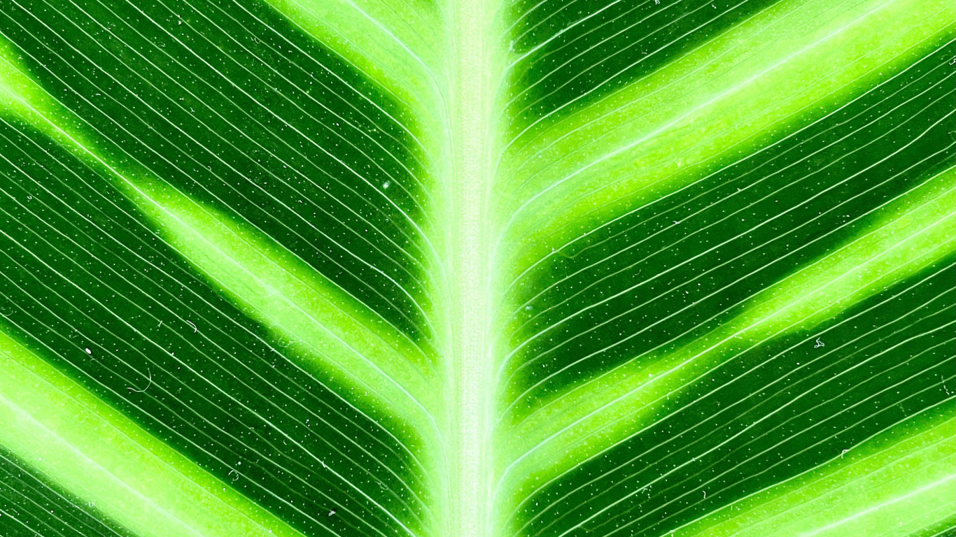 Gras, Pflanzen-Stammzellen, Bananenblatt, Gr, Baum. Wallpaper in 1366x768 Resolution