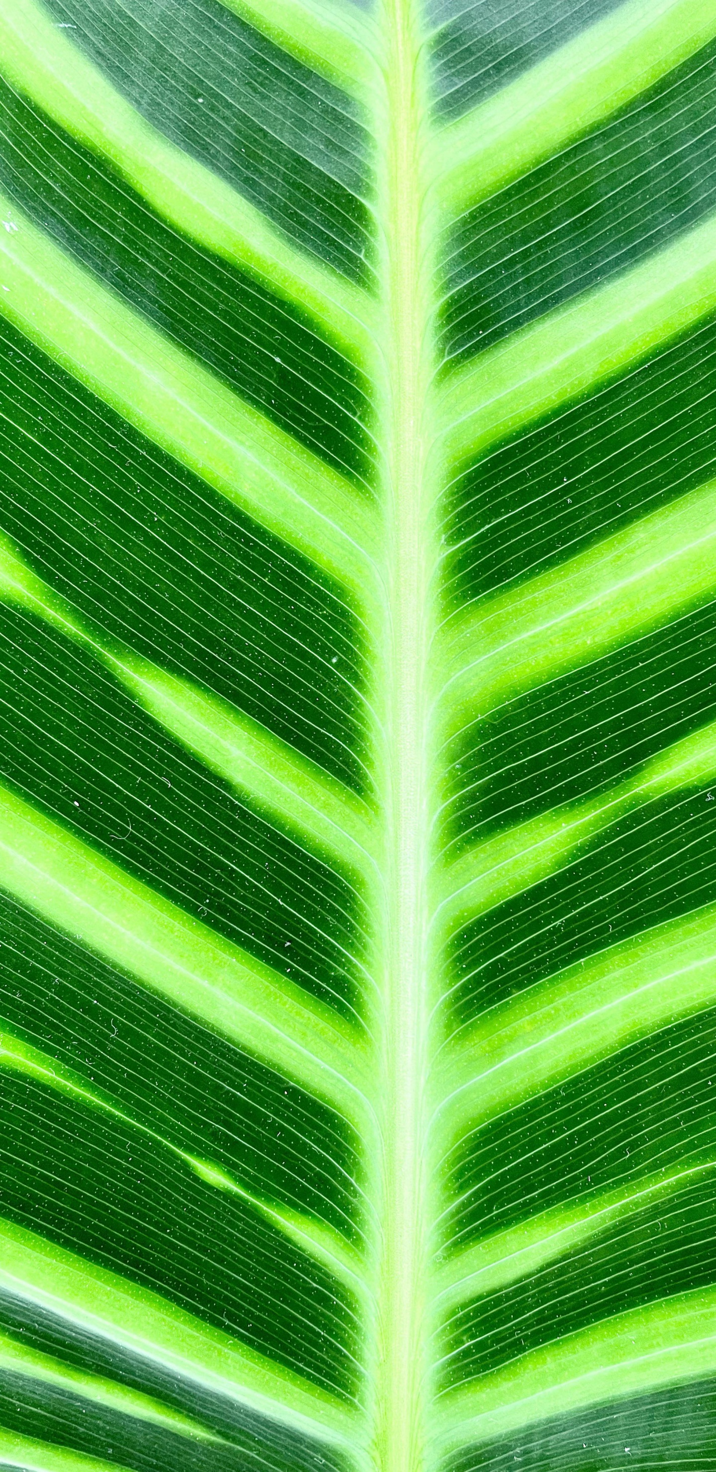 Gras, Pflanzen-Stammzellen, Bananenblatt, Gr, Baum. Wallpaper in 1440x2960 Resolution