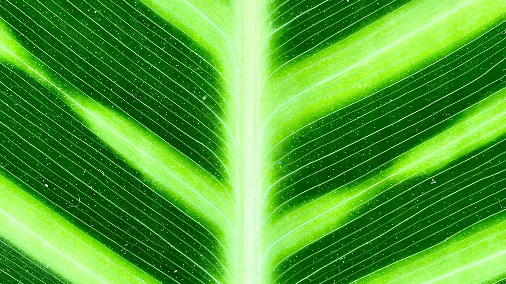 Tallo de la Planta, Hoja de Plátano, Verde, Planta Terrestre, Fila. Wallpaper in 1920x1080 Resolution