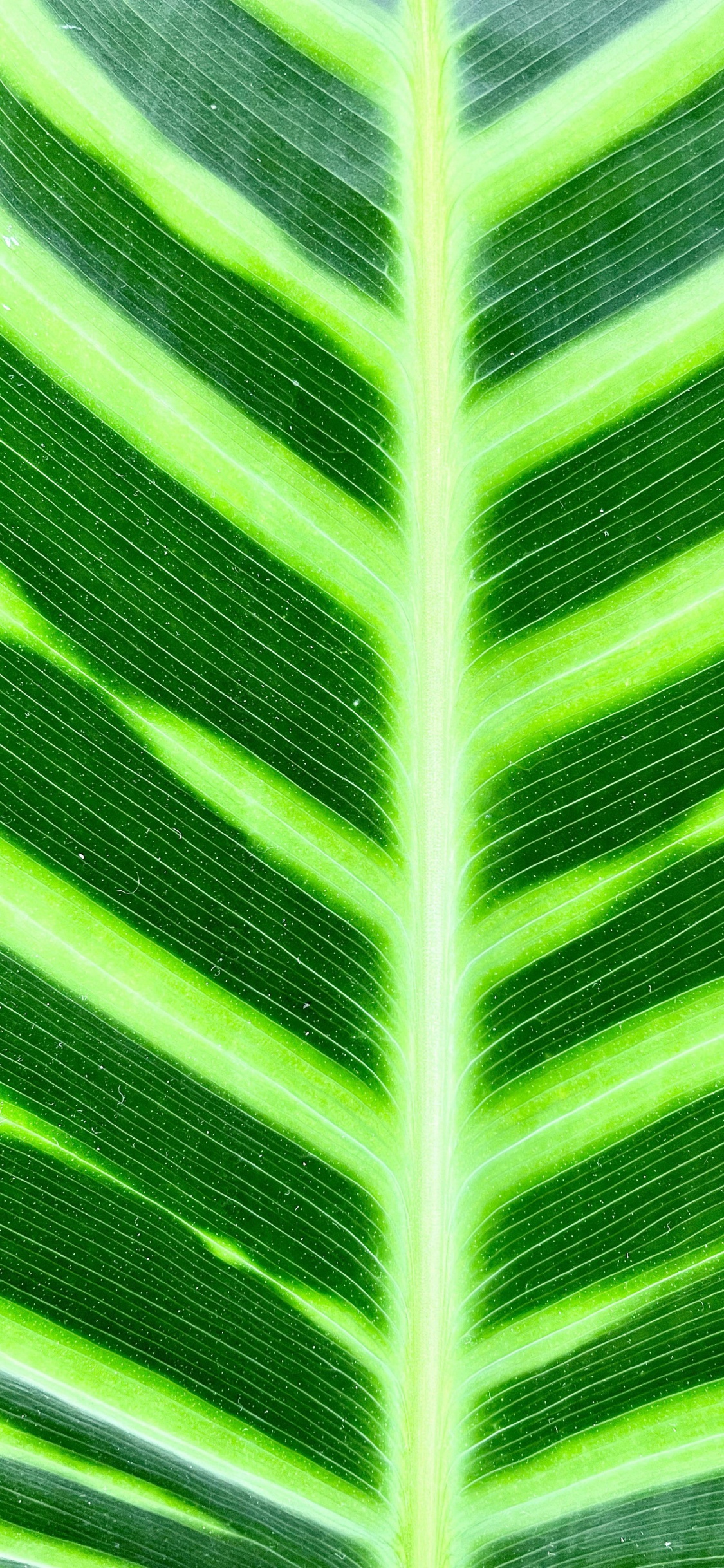Tige de la Plante, Feuille de Bananier, Green, Plante Terrestre, Ligne. Wallpaper in 1125x2436 Resolution