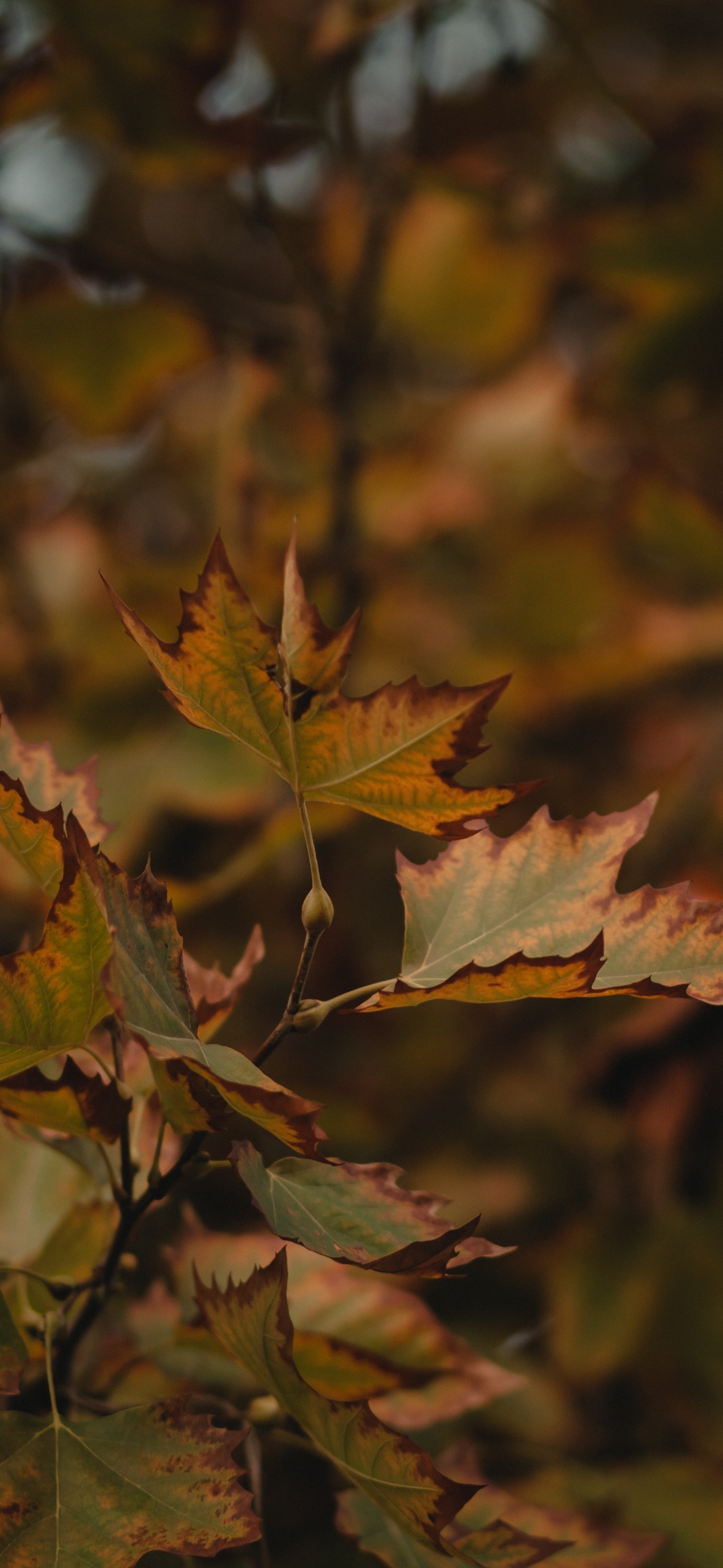 Maple Leaf, Leaf, Tree, Plant, Autumn. Wallpaper in 1125x2436 Resolution