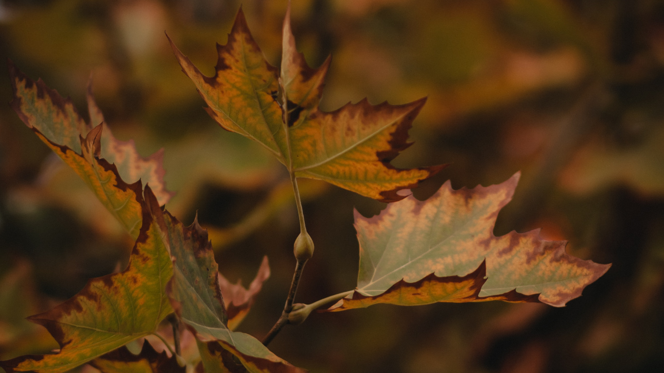 Maple Leaf, Leaf, Tree, Plant, Autumn. Wallpaper in 1366x768 Resolution