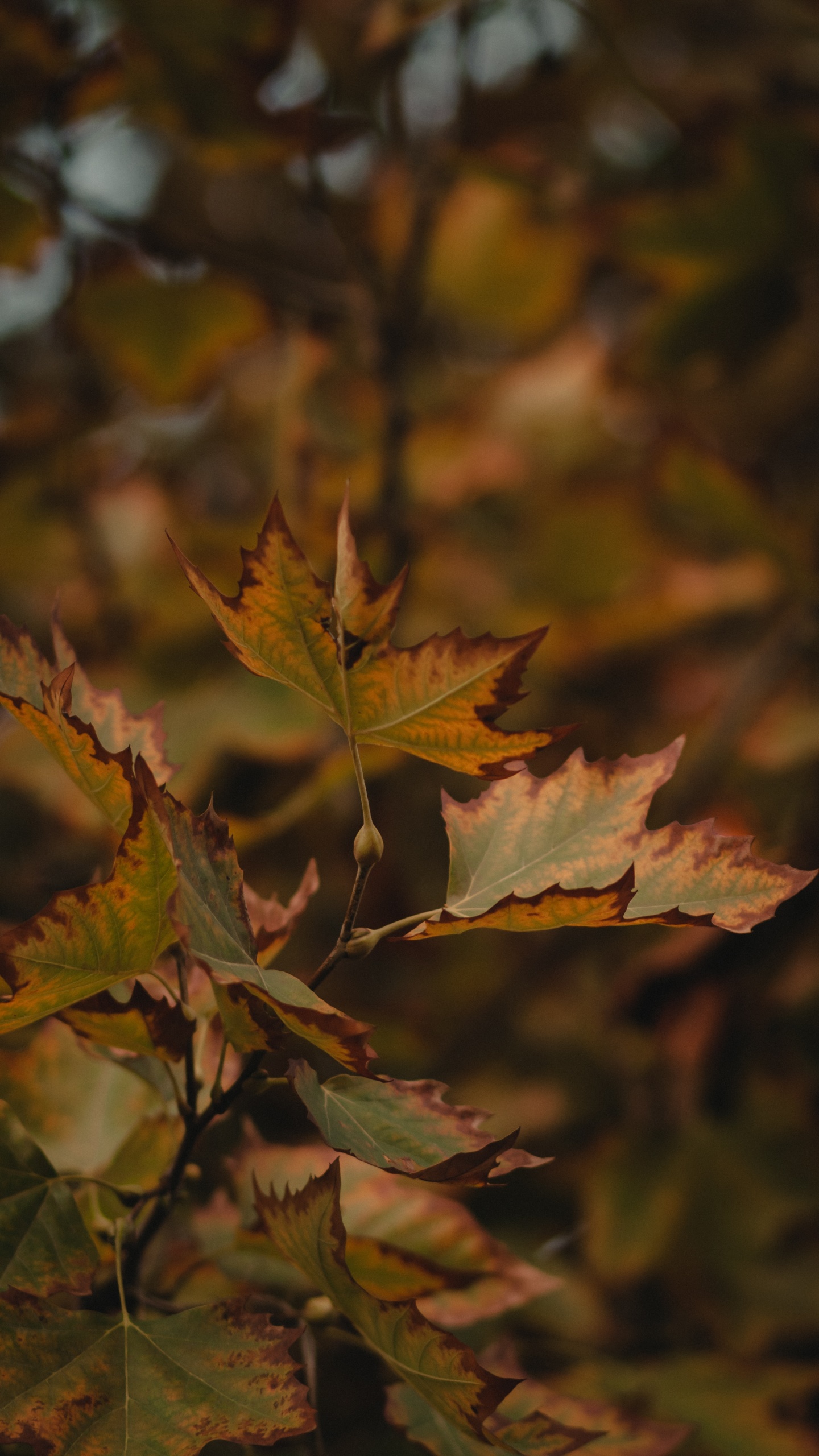 la Feuille D'érable, Feuille, Brown, Érable Noir, Rameau. Wallpaper in 1440x2560 Resolution