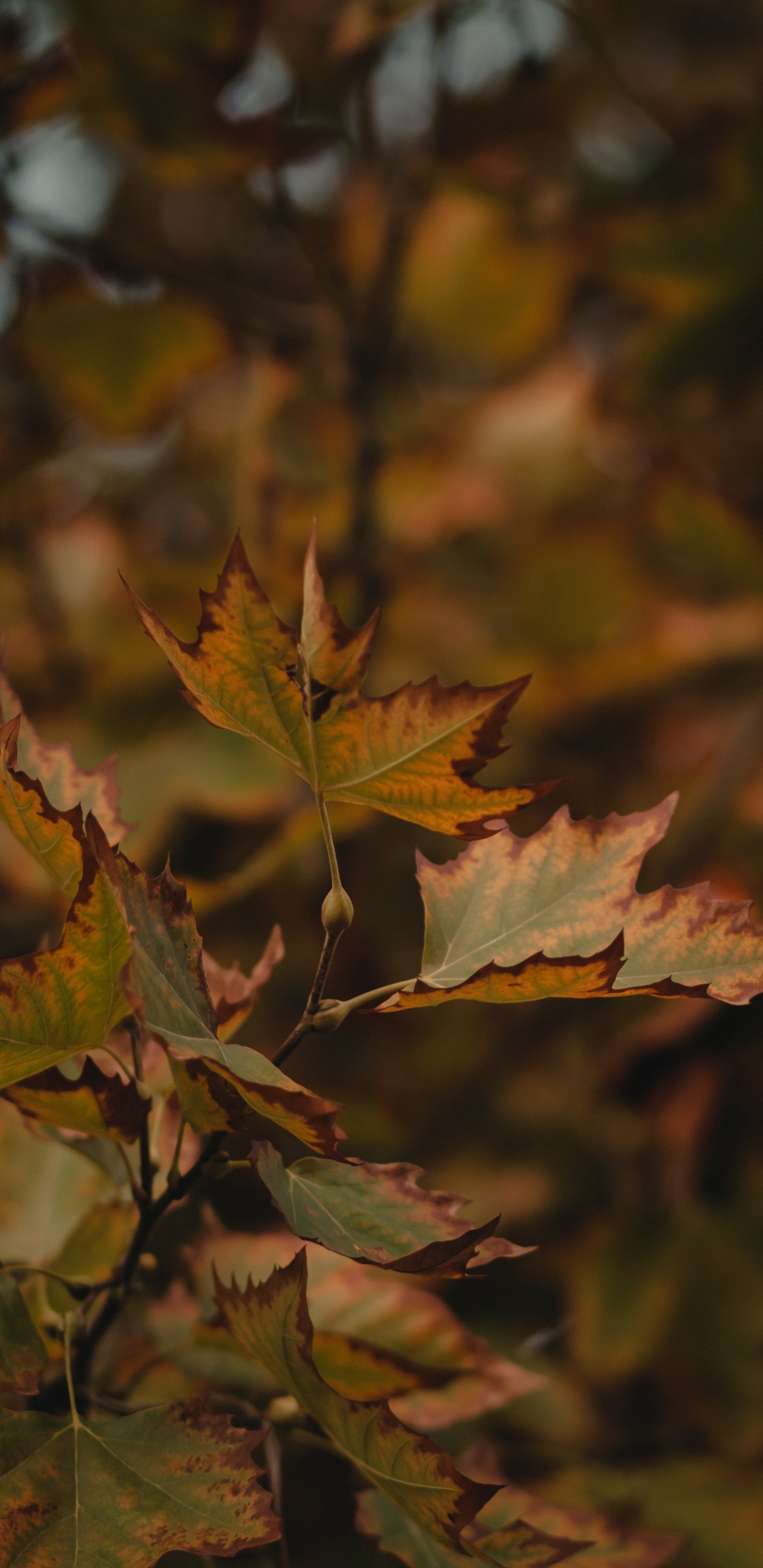 la Feuille D'érable, Feuille, Brown, Érable Noir, Rameau. Wallpaper in 1440x2960 Resolution