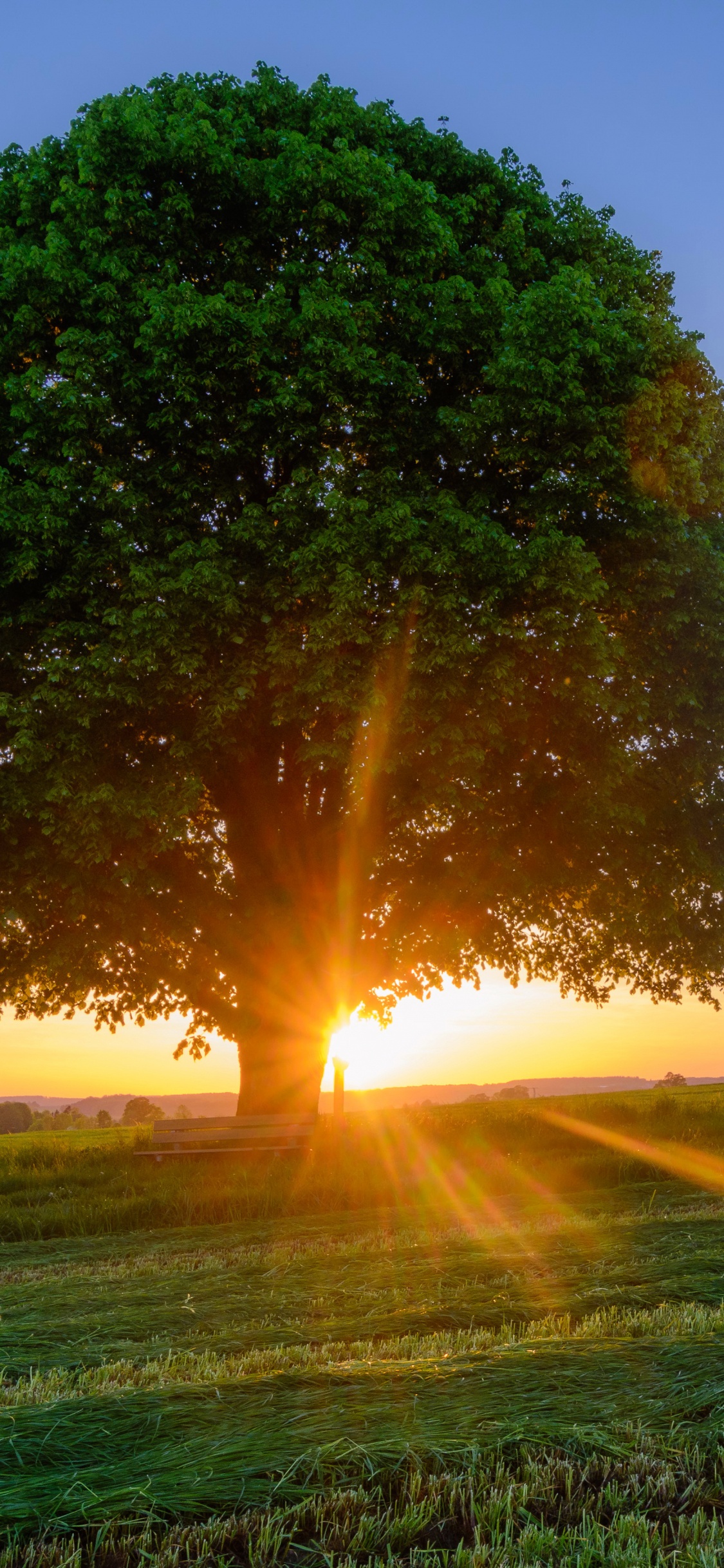 Arbre Vert Sur Terrain D'herbe Verte Pendant le Coucher du Soleil. Wallpaper in 1125x2436 Resolution