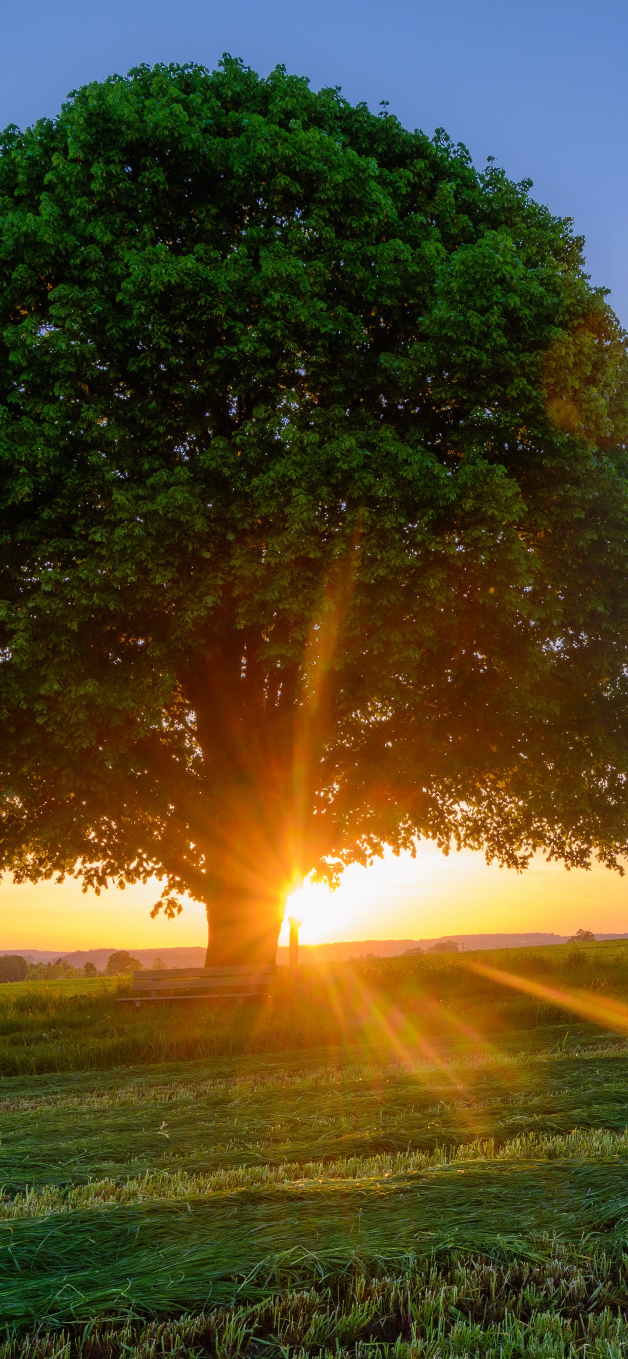 Arbre Vert Sur Terrain D'herbe Verte Pendant le Coucher du Soleil. Wallpaper in 1242x2688 Resolution